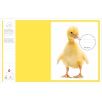 Schriften | Heutink | Jonge dieren | Liniatuur 9-6-9 mm | 25 stuks