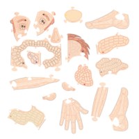 Playmais | Puzzel anatomie | Mijn lichaam 