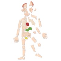 Playmais | Puzzel anatomie | Mijn lichaam 