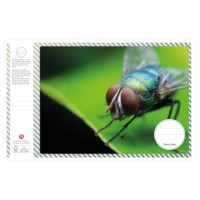 Schriften | Heutink | Insecten | Liniatuur 24 lijnen | 25 stuks 