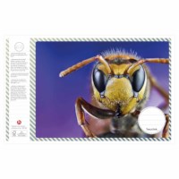 Schriften | Heutink | Insecten | Liniatuur 24 lijnen | 25 stuks 