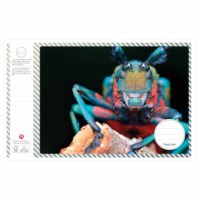 Schriften | Heutink | Insecten | Liniatuur 24 lijnen | 25 stuks 