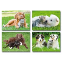 Beloningskaartjes | Serie 241 | Honden en poezen | 80 stuks