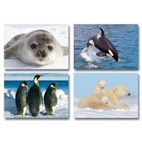 Beloningskaartjes | Serie 320 | Pooldieren | 80 stuks