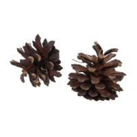 Dennenappels | Sylvester | 1 kilo