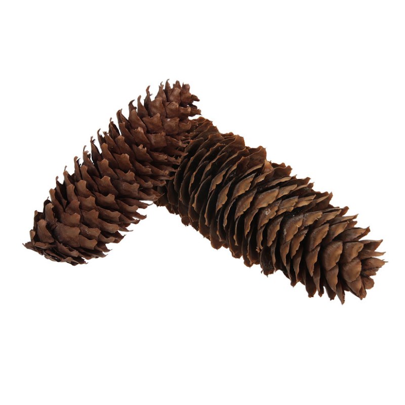 Dennenappels | Spruce | 1 kilo