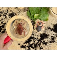 Sensorische stenen | Yellow door | Insecten