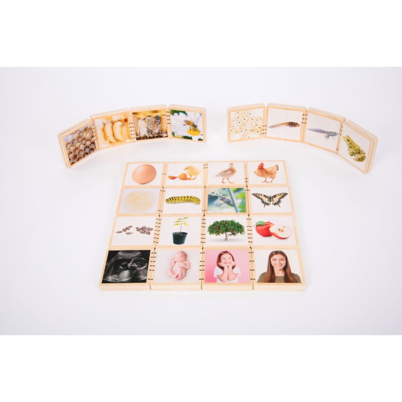 Levenscyclusspel | Tickit | 24-delig
