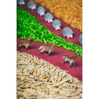 Sensorische fles | Bos